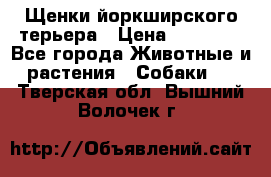 Щенки йоркширского терьера › Цена ­ 20 000 - Все города Животные и растения » Собаки   . Тверская обл.,Вышний Волочек г.